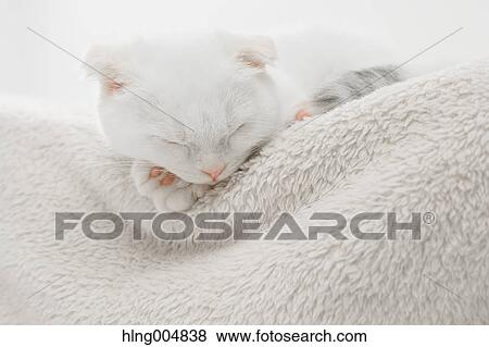 Scottish fold View Large Photo Image Stock Photo - Scottish fold. Fotosearch