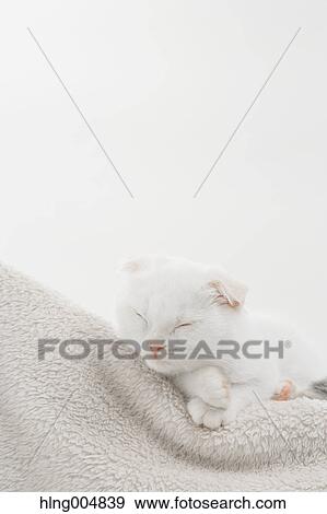 Scottish fold View Large Photo Image Stock Photo - Scottish fold. Fotosearch