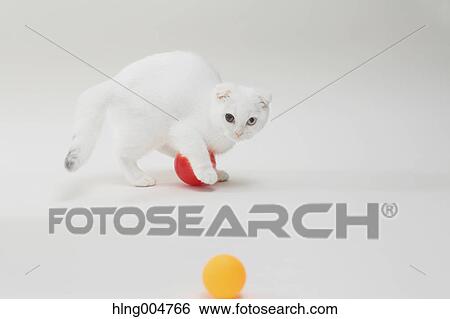 Scottish fold View Large Photo Image Stock Photograph - Scottish fold. Fotosearch