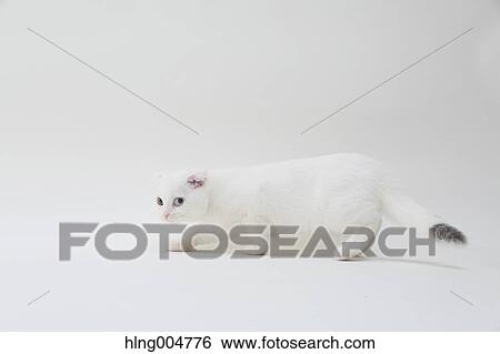 Scottish fold View Large Photo Image Stock Photograph - Scottish fold. Fotosearch