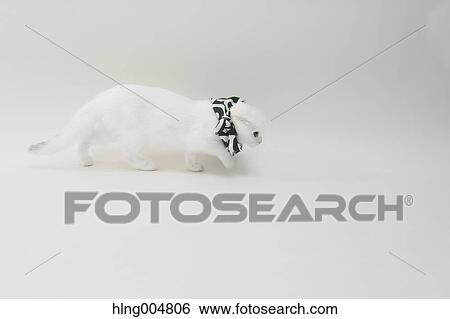 Scottish fold View Large Photo Image Stock Photograph - Scottish fold. Fotosearch