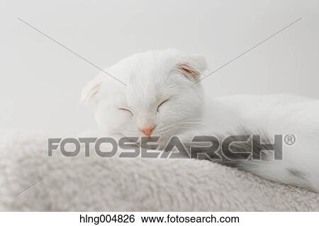 Scottish fold View Large Photo Image Stock Photograph - Scottish fold. Fotosearch