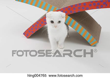 Stock Photography - Scottish fold. Fotosearch