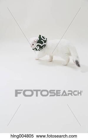 Scottish fold View Large Photo Image Stock Photography - Scottish fold. Fotosearch