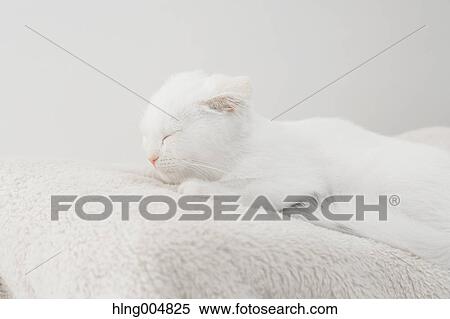Scottish fold View Large Photo Image Stock Photography - Scottish fold. Fotosearch