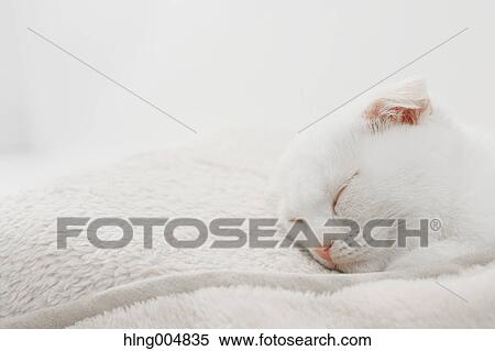 Stock Photography - Scottish fold. Fotosearch