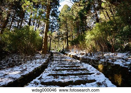 Stock Photograph - Snow at Onshihakone Park on a Winter morning, Hakone, Japan. Fotosearch