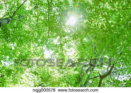 Stock Photo - Sunlight filtering through green leaves in a city park. Fotosearch
