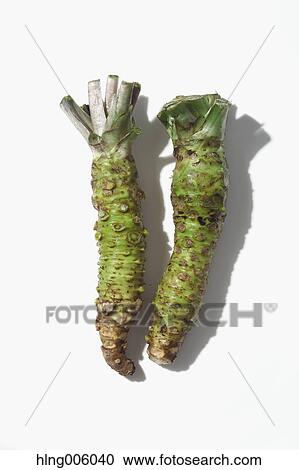 Wasabi View Large Photo Image Stock Image - Wasabi. Fotosearch