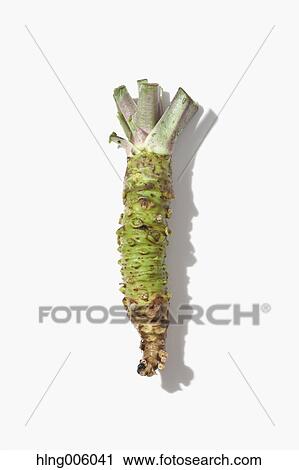 Wasabi View Large Photo Image Stock Image - Wasabi. Fotosearch