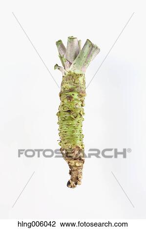 Wasabi View Large Photo Image Stock Image - Wasabi. Fotosearch