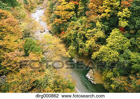 Stock Image - Water stream and Autumn leaves in Okutama, Tokyo, Japan. Fotosearch