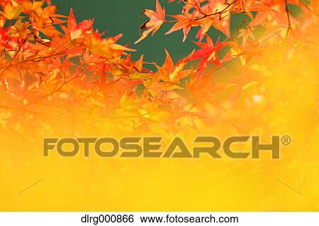 Stock Photograph - Yellow and red Maple leaves in Okutama, Tokyo, Japan. Fotosearch