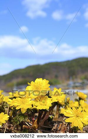 Adonis View Large Photo Image Stock Image - Adonis. Fotosearch