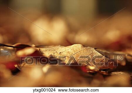 Autumn foliage View Large Photo Image Picture - Autumn foliage. Fotosearch