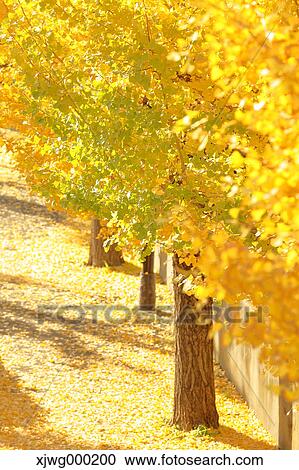 Autumn foliage View Large Photo Image Stock Image - Autumn foliage. Fotosearch