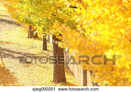 Autumn foliage View Large Photo Image Stock Image - Autumn foliage. Fotosearch