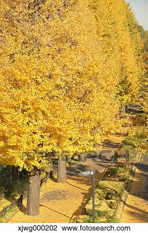 Autumn foliage View Large Photo Image Stock Image - Autumn foliage. Fotosearch