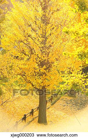 Autumn foliage View Large Photo Image Stock Image - Autumn foliage. Fotosearch
