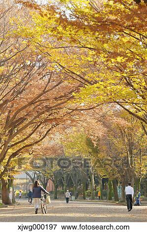 Autumn foliage View Large Photo Image Stock Photo - Autumn foliage. Fotosearch