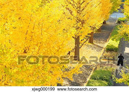 Autumn foliage View Large Photo Image Stock Photo - Autumn foliage. Fotosearch