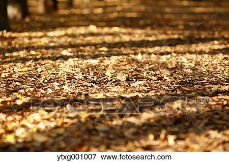Autumn foliage View Large Photo Image Stock Photo - Autumn foliage. Fotosearch