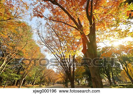 Autumn foliage View Large Photo Image Stock Photograph - Autumn foliage. Fotosearch