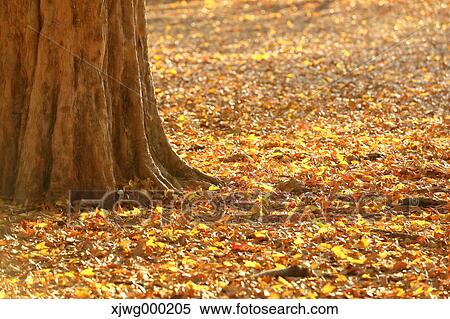 Autumn foliage View Large Photo Image Stock Photography - Autumn foliage. Fotosearch