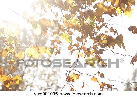 Autumn foliage View Large Photo Image Stock Photography - Autumn foliage. Fotosearch