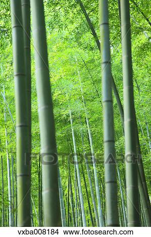 Bamboo forest, Kyoto, Japan View Large Photo Image Picture - Bamboo forest, Kyoto, Japan. Fotosearch