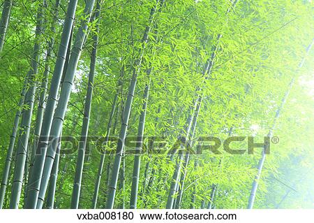 Bamboo forest, Kyoto, Japan View Large Photo Image Stock Image - Bamboo forest, Kyoto, Japan. Fotosearch