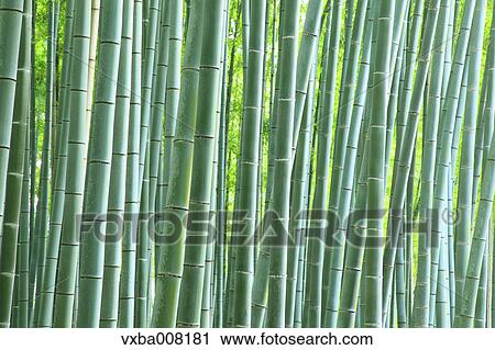 Bamboo forest, Kyoto, Japan View Large Photo Image Stock Image - Bamboo forest, Kyoto, Japan. Fotosearch