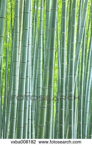 Bamboo forest, Kyoto, Japan View Large Photo Image Stock Image - Bamboo forest, Kyoto, Japan. Fotosearch