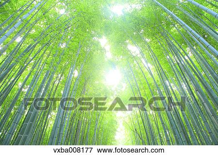 Bamboo forest, Kyoto, Japan View Large Photo Image Stock Photo - Bamboo forest, Kyoto, Japan. Fotosearch