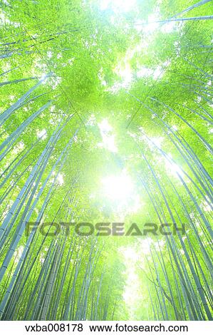 Bamboo forest, Kyoto, Japan View Large Photo Image Stock Photo - Bamboo forest, Kyoto, Japan. Fotosearch