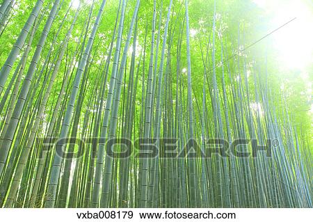 Bamboo forest, Kyoto, Japan View Large Photo Image Stock Photo - Bamboo forest, Kyoto, Japan. Fotosearch