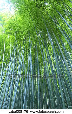 Bamboo forest, Kyoto, Japan View Large Photo Image Stock Photograph - Bamboo forest, Kyoto, Japan. Fotosearch
