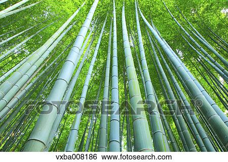 Stock Photograph - Bamboo forest, Kyoto, Japan. Fotosearch