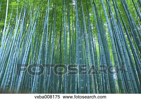 Bamboo forest, Kyoto, Japan View Large Photo Image Stock Photography - Bamboo forest, Kyoto, Japan. Fotosearch