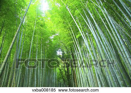 Bamboo forest, Kyoto, Japan View Large Photo Image Stock Photography - Bamboo forest, Kyoto, Japan. Fotosearch
