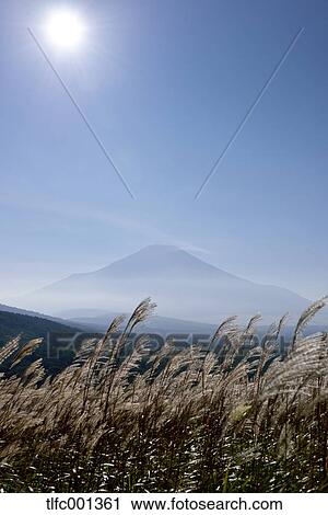 Beautiful view of Mount Fuji and silvergrass, Yamanashi Prefecture, Japan View Large Photo Image Stock Image - Beautiful view of Mount Fuji and silvergrass, Yamanashi Prefecture, Japan. Fotosearch