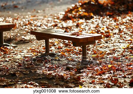 Benches in a city park in Autumn, Tokyo, Japan View Large Photo Image Stock Photo - Benches in a city park in Autumn, Tokyo, Japan. Fotosearch