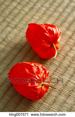 Bladder cherry View Large Photo Image Stock Image - Bladder cherry. Fotosearch