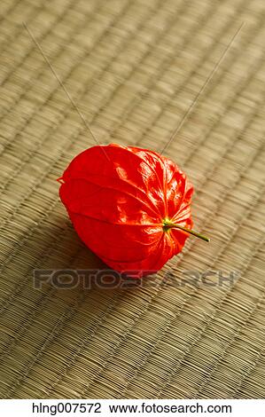 Bladder cherry View Large Photo Image Stock Image - Bladder cherry. Fotosearch