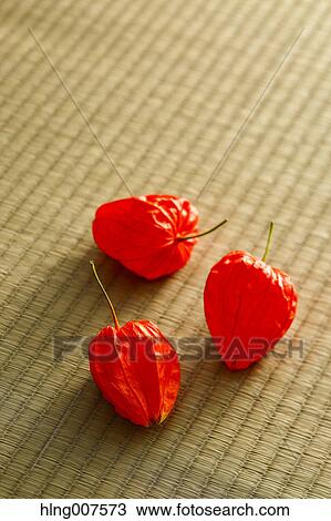 Bladder cherry View Large Photo Image Stock Image - Bladder cherry. Fotosearch