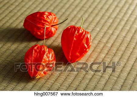 Bladder cherry View Large Photo Image Stock Photo - Bladder cherry. Fotosearch