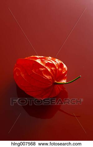 Bladder cherry View Large Photo Image Stock Photo - Bladder cherry. Fotosearch