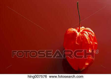 Stock Photograph - Bladder cherry. Fotosearch