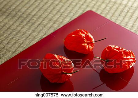 Bladder cherry View Large Photo Image Stock Photography - Bladder cherry. Fotosearch