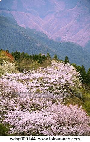 Blooming cherry blossoms at Gunma Prefectural Forest Park, Gunma Prefecture, Japan View Large Photo Image Picture - Blooming cherry blossoms at Gunma Prefectural Forest Park, Gunma Prefecture, Japan. Fotosearch
